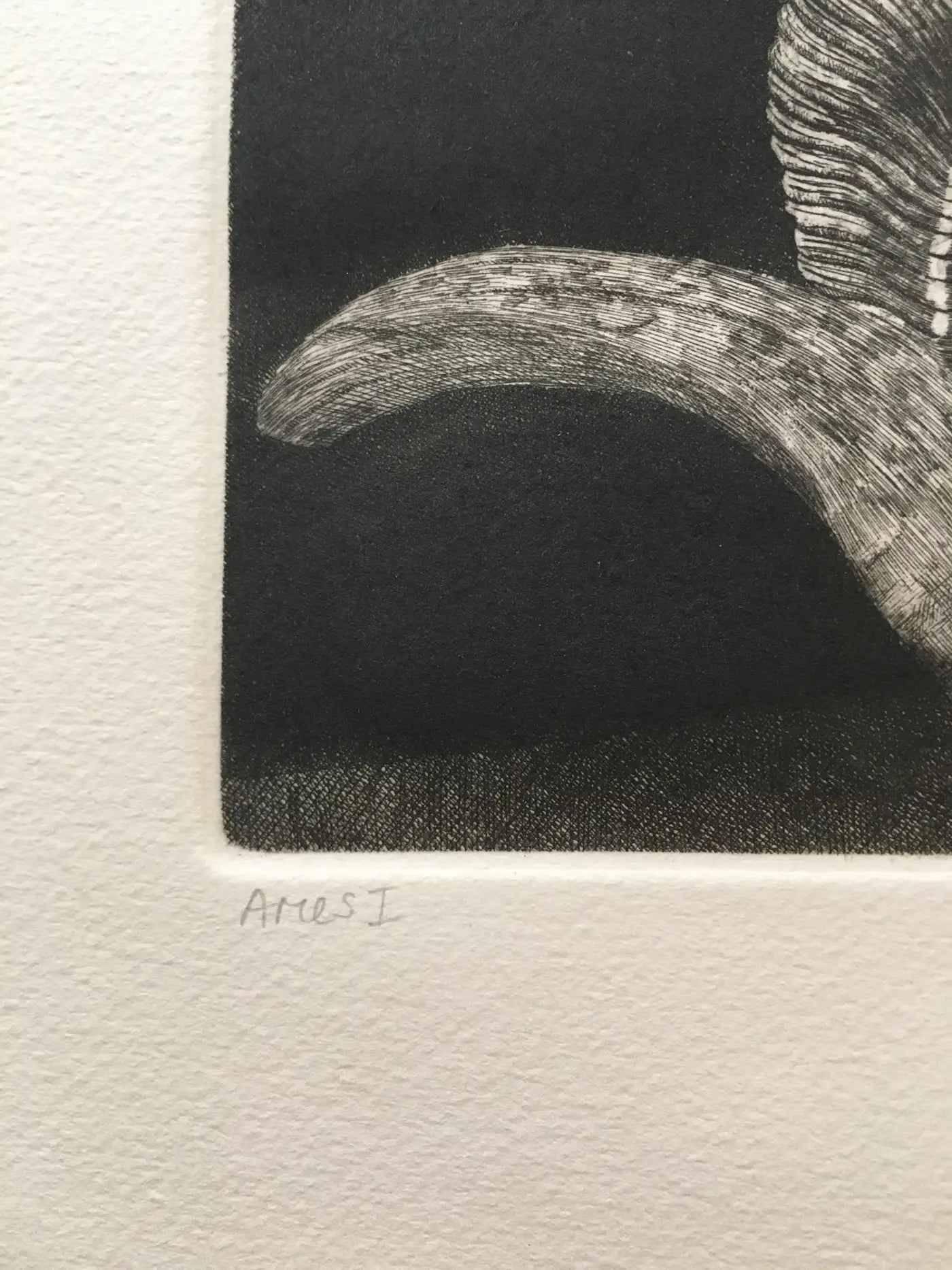 Elizabeth Quandt 'Aries I' Limited Edition, Signed Etching of Ram's Head